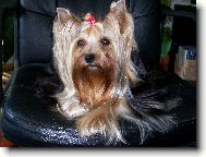 Jorkrsk terier, Yorkshire Terrier,