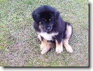 Tibetan Mastiff