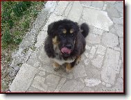 Tibetan Mastiff