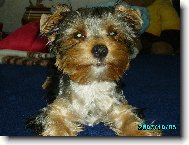 Jorkrsk terier, Yorkshire Terrier,