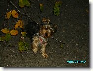 Jorkrsk terier, Yorkshire Terrier,