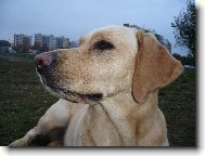 Labrador Retriever