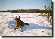 German Shepherd Dog