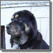 Tibetan Mastiff