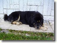 Tibetan Mastiff