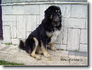 Tibetan Mastiff