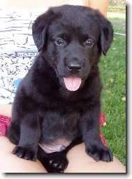 Labrador Retriever