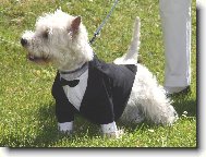 West highland white terrier \\\\\(Dog standard\\\\\)