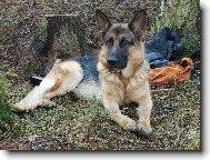 German Shepherd Dog