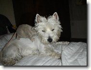 West highland white terrier \\\\\(Dog standard\\\\\)