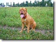 Dogue de Bordeaux \\\\\(Dog standard\\\\\)