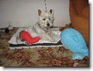 West highland white terrier \\\\\(Dog standard\\\\\)