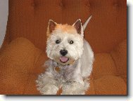 West highland white terrier \\\\\(Dog standard\\\\\)