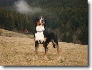 Grosser Schweizer Sennenhund