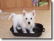 West highland white terrier \\\\\(Dog standard\\\\\)