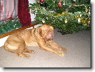 Dogue de Bordeaux \\\\\(Dog standard\\\\\)