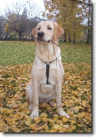 Labrador Retriever