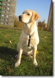 Labrador Retriever