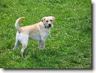 Labrador Retriever