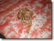 Dogue de Bordeaux \\\\\(Dog standard\\\\\)