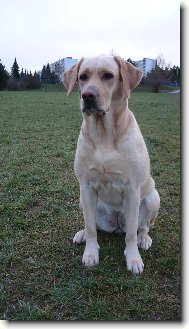 Labrador Retriever