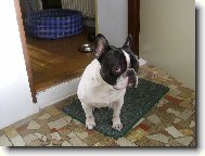 French bulldog \\\\\\\\\\\\\\\\\\\\\\\\\\\\\\\\\\\\\\\\\\\\\\\\\\\\\\\\\\\\\\\\\\\\\\\\\\\\\\\\\\\\\(Dog standard\\\\\\\\\\\\\\\\\\\\\\\\\\\\\\\\\\\\\\\\\\\\\\\\\\\\\\\\\\\\\\\\\\\\\\\\\\\\\\\\\\\\\)