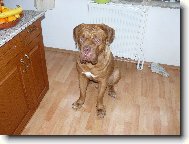 Dogue de Bordeaux \\\\\(Dog standard\\\\\)