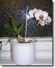 Phalaenopsis - odno