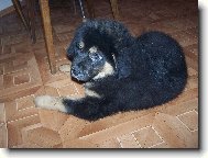 Tibetan Mastiff