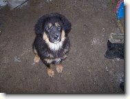 Tibetan Mastiff