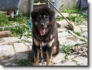 Tibetan Mastiff