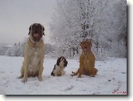 Dogue de Bordeaux \\\\\(Dog standard\\\\\)