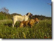 Dogue de Bordeaux \\\\\(Dog standard\\\\\)