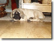 English Mastiff \\\\\(Dog standard\\\\\)