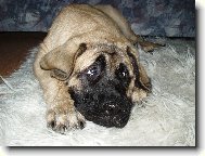 English Mastiff \\\\\(Dog standard\\\\\)