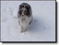 Shetland sheepdog \(Dog standard\)