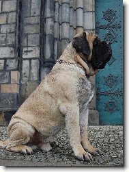 English Mastiff \\\\\(Dog standard\\\\\)