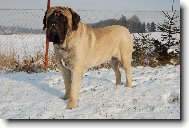 English Mastiff \\\\\(Dog standard\\\\\)