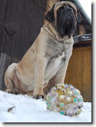 English Mastiff \\\\\(Dog standard\\\\\)