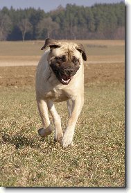 English Mastiff \\\\\(Dog standard\\\\\)