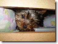 Jorkrsk terier, Yorkshire Terrier,