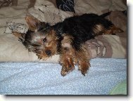 Jorkrsk terier, Yorkshire Terrier,