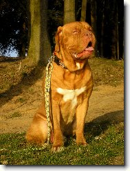 Dogue de Bordeaux \\\\\\\\\\\\\\\\\\\\\\\\\\\\\\\\\\\\\\\\\\\\\\\\\\\\\\\\\\\\\\\\\\\\\\\\\\\\\\\\\\\\\(Dog standard\\\\\\\\\\\\\\\\\\\\\\\\\\\\\\\\\\\\\\\\\\\\\\\\\\\\\\\\\\\\\\\\\\\\\\\\\\\\\\\\\\\\\)