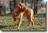 Dogue de Bordeaux \\\\\\\\\\\\\\\\\\\\\\\\\\\\\\\\\\\\\\\\\\\\\\\\\\\\\\\\\\\\\\\\\\\\\\\\\\\\\\\\\\\\\(Dog standard\\\\\\\\\\\\\\\\\\\\\\\\\\\\\\\\\\\\\\\\\\\\\\\\\\\\\\\\\\\\\\\\\\\\\\\\\\\\\\\\\\\\\)