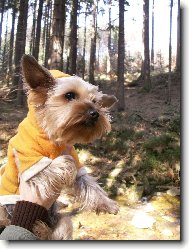 Jorkrsk terier, Yorkshire Terrier,