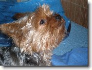 Jorkrsk terier, Yorkshire Terrier,