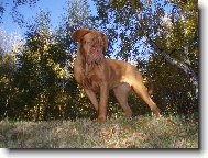 Dogue de Bordeaux \\\\\\\\\\\\\\\\\\\\\\\\\\\\\\\\\\\\\\\\\\\\\\\\\\\\\\\\\\\\\\\\\\\\\\\\\\\\\\\\\\\\\(Dog standard\\\\\\\\\\\\\\\\\\\\\\\\\\\\\\\\\\\\\\\\\\\\\\\\\\\\\\\\\\\\\\\\\\\\\\\\\\\\\\\\\\\\\)