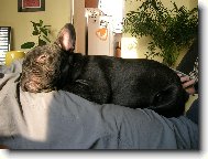 French bulldog \\\\\\\\\\\\\\\\\\\\\\\\\\\\\\\\\\\\\\\\\\\\\\\\\\\\\\\\\\\\\\\\\\\\\\\\\\\\\\\\\\\\\(Dog standard\\\\\\\\\\\\\\\\\\\\\\\\\\\\\\\\\\\\\\\\\\\\\\\\\\\\\\\\\\\\\\\\\\\\\\\\\\\\\\\\\\\\\)