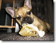 French bulldog \\\\\\\\\\\\\\\\\\\\\\\\\\\\\\\\\\\\\\\\\\\\\\\\\\\\\\\\\\\\\\\\\\\\\\\\\\\\\\\\\\\\\(Dog standard\\\\\\\\\\\\\\\\\\\\\\\\\\\\\\\\\\\\\\\\\\\\\\\\\\\\\\\\\\\\\\\\\\\\\\\\\\\\\\\\\\\\\)