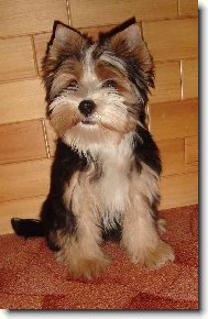 Jorkrsk terier, Yorkshire Terrier,